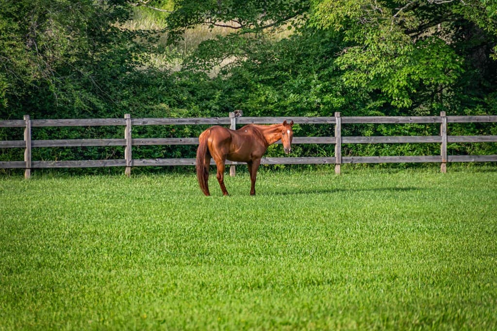 225 Cohutta Ranch Road, Blue Ridge GA 30513 - Photo