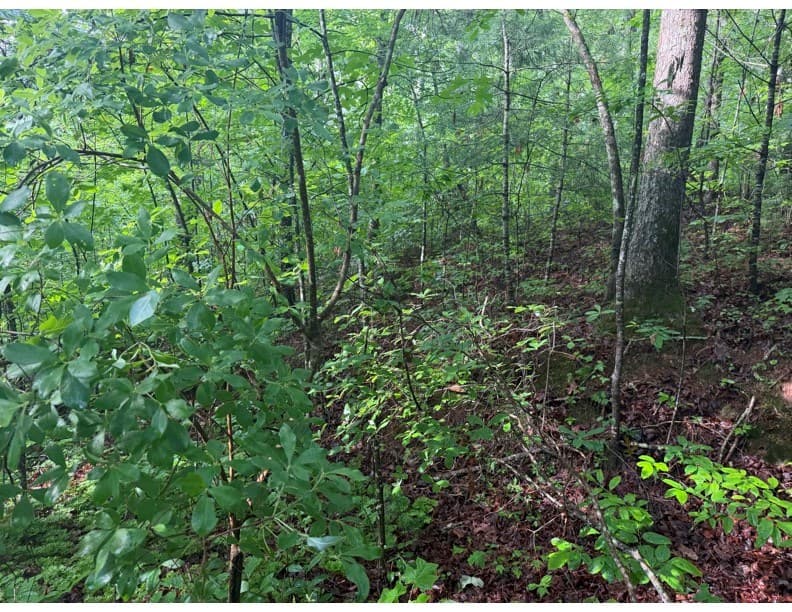 4.1 Ac Charlotte Mountain Road, Ellijay GA 30540 - Photo