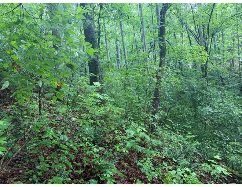 4.1 Ac Charlotte Mountain Road, Ellijay GA 30540 - Photo