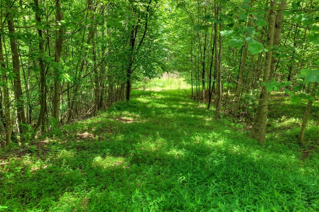 217 Catawba Drive, Mineral Bluff GA 30559 - Photo
