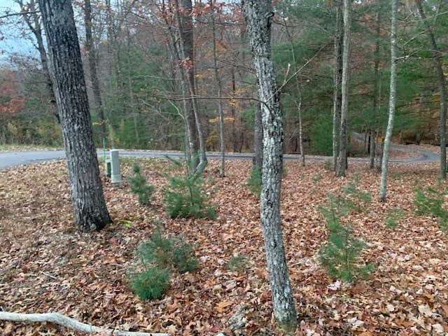 Lot 4 Courtney Lane, Blairsville GA 30512 - Photo
