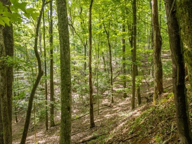 5198 Flat Branch Road, Ellijay GA 30540 - Photo