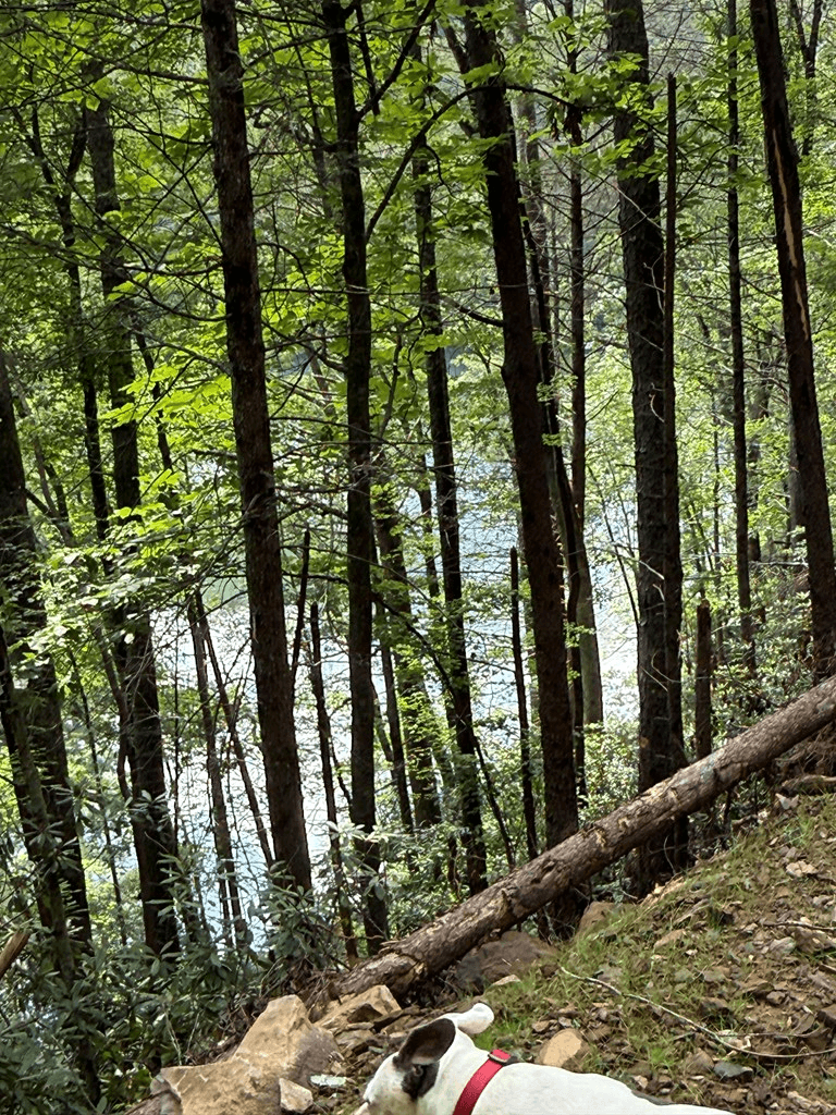 00 Berry Patch Road, Murphy NC 28906 - Photo