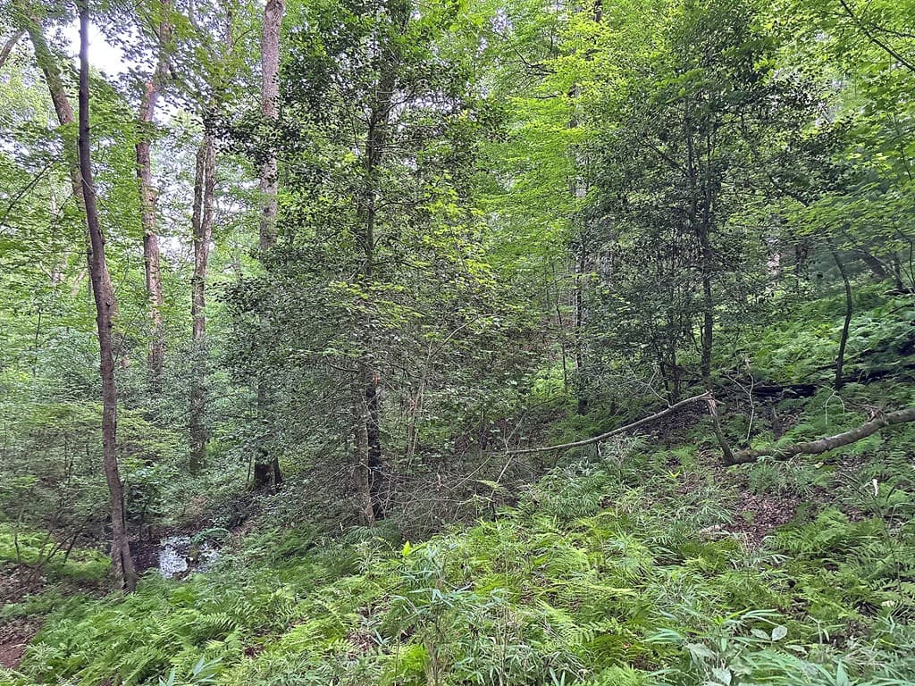 Lot 20 Mt. Springer Road, Ellijay GA 30540 - Photo
