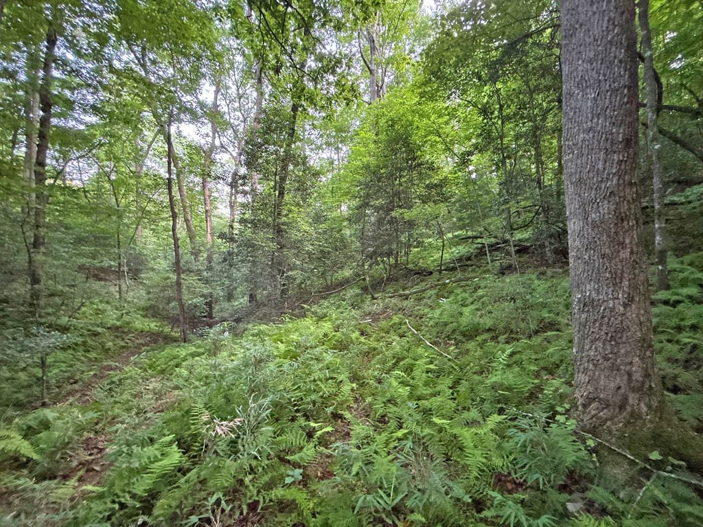Lot 20 Mt. Springer Road, Ellijay GA 30540 - Photo