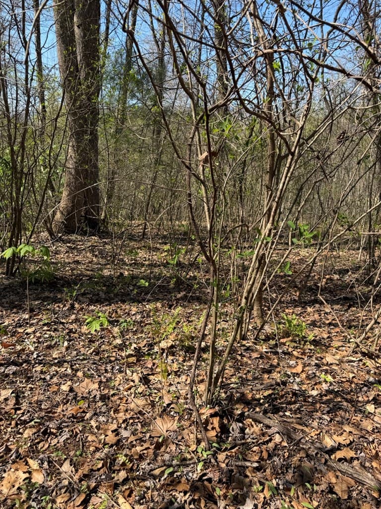Lot 16-N High Meadows Drive, Hayesville NC 28904 - Photo