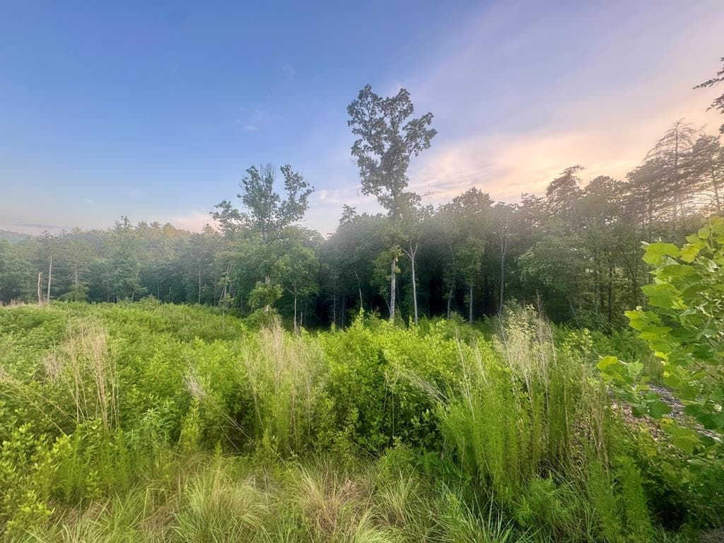 LT12 Mountain Laurel Ridge, Mineral Bluff GA 30559 - Photo