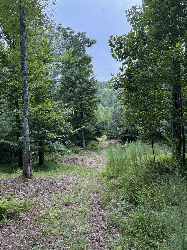 50+/- Pickelsimer Road, Morganton GA 30560 - Photo