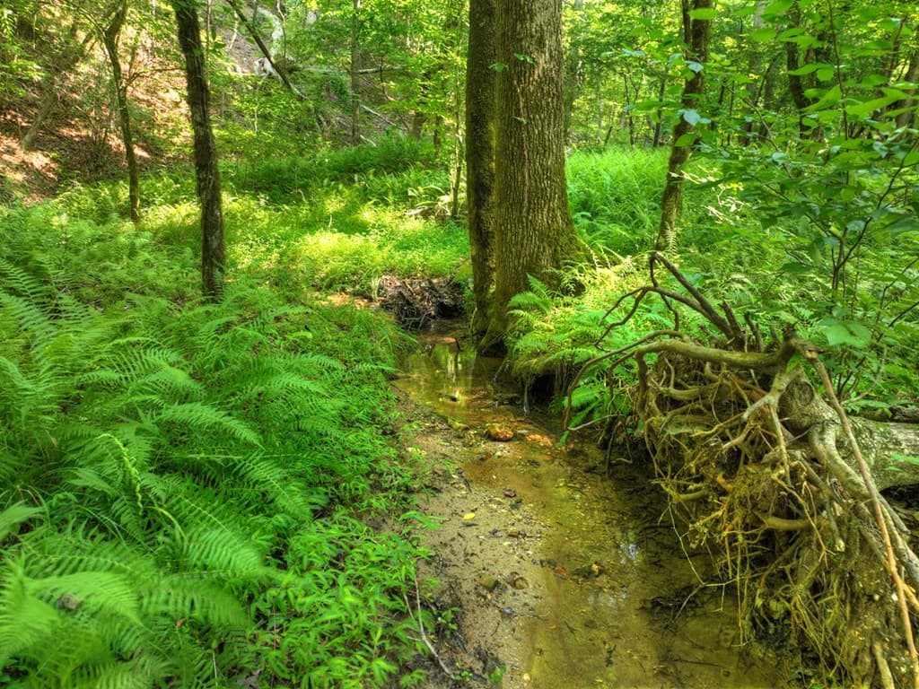 279 Shallow Water Trail, Talking Rock GA 30175 - Photo