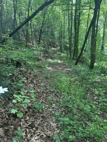 10.96 Ac Paramount Trail, Ellijay GA 30536 - Photo