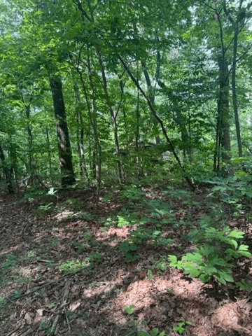 10.96 Ac Paramount Trail, Ellijay GA 30536 - Photo