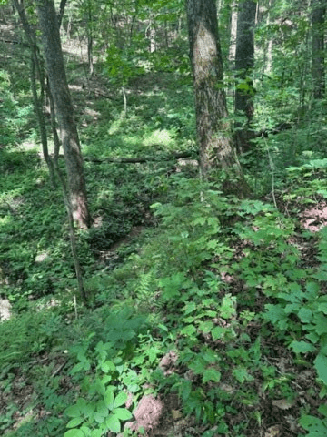 10.96 Ac Paramount Trail, Ellijay GA 30536 - Photo