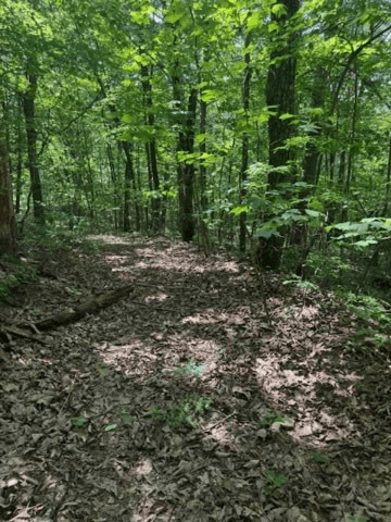 10.96 Ac Paramount Trail, Ellijay GA 30536 - Photo