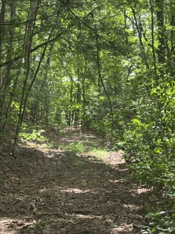 10.96 Ac Paramount Trail, Ellijay GA 30536 - Photo