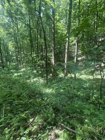 10.96 Ac Paramount Trail, Ellijay GA 30536 - Photo