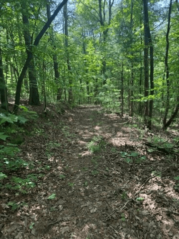 10.96 Ac Paramount Trail, Ellijay GA 30536 - Photo