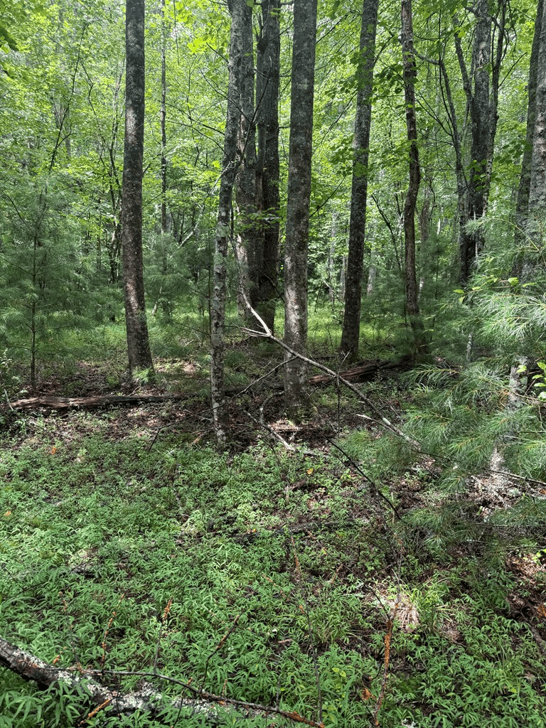 TBD Pinelog Church Road, Brasstown NC 28902 - Photo