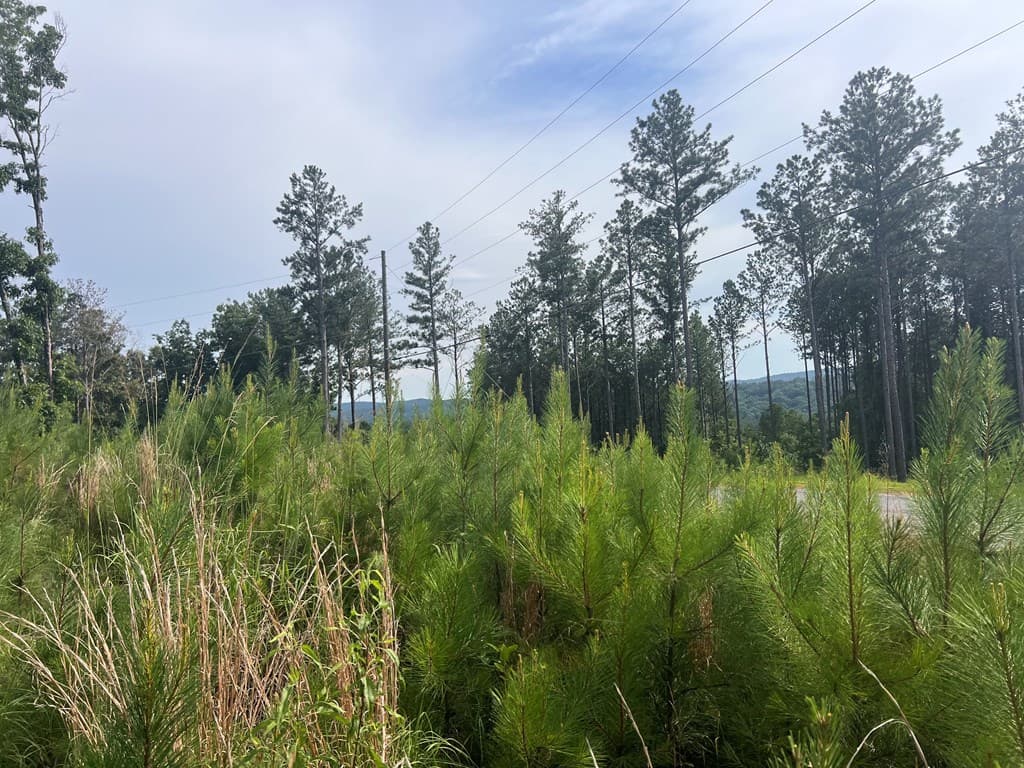 Lot 103 Blalock Mountain Road, Ellijay GA 30540 - Photo