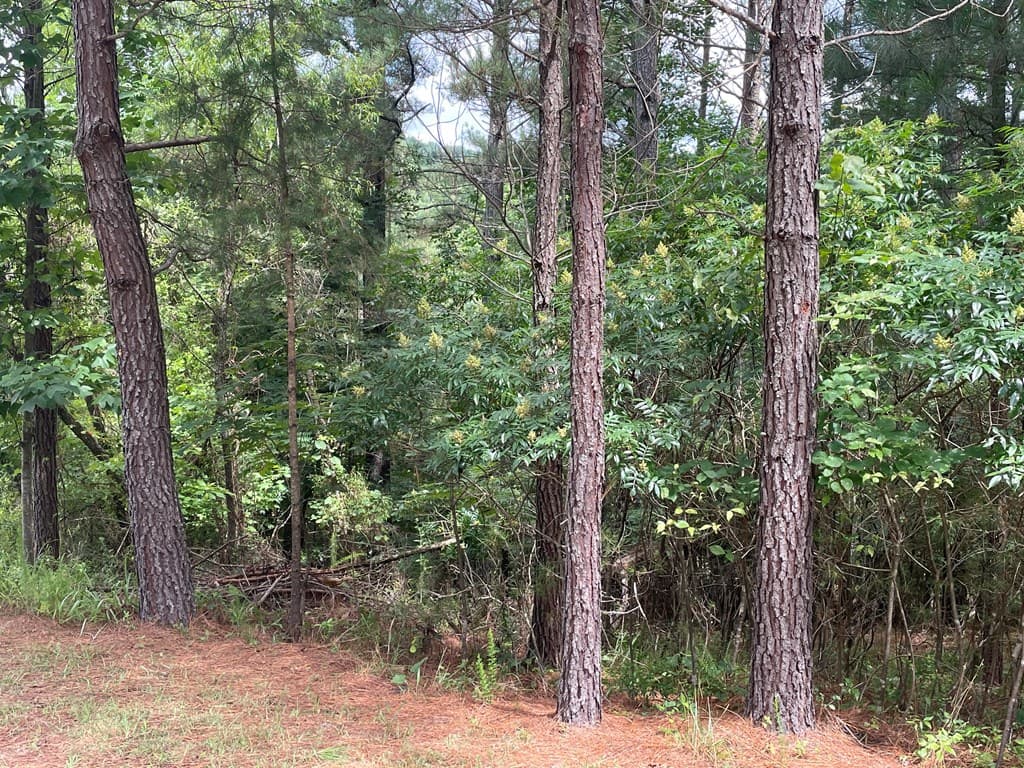 Lot 1 Pinehurst, Blairsville GA 30512 - Photo