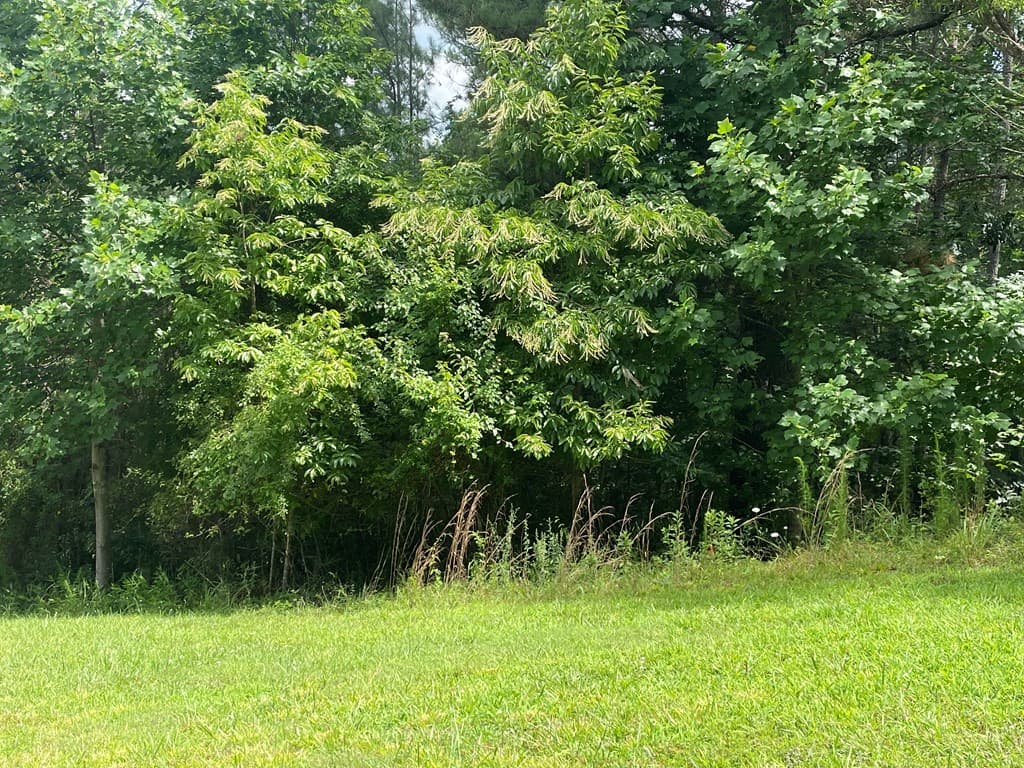 Lot 1 Pinehurst, Blairsville GA 30512 - Photo