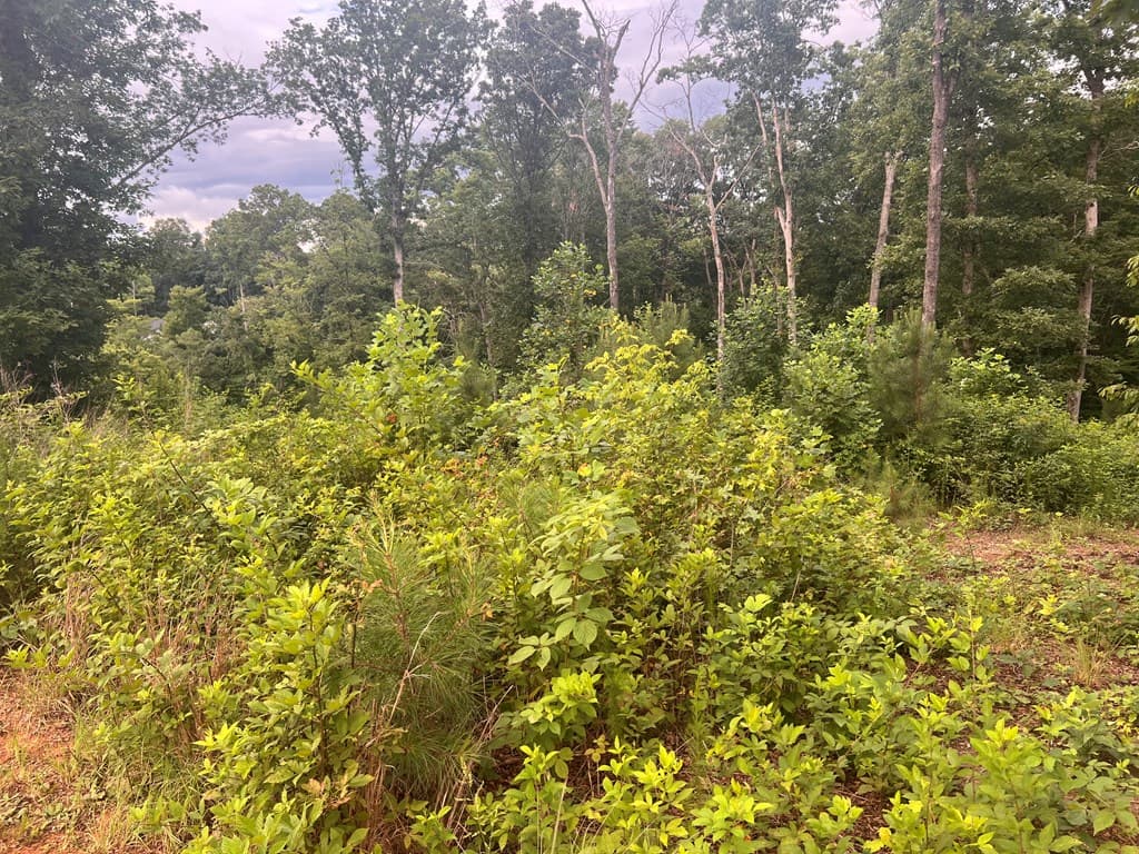 Lot 9 Mystic Dr, Ellijay GA 30540 - Photo