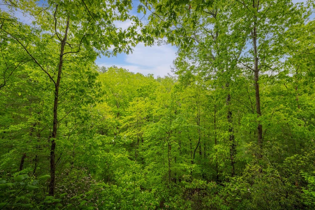203 Mountain View Drive, Cherry Log GA 30522 - Photo