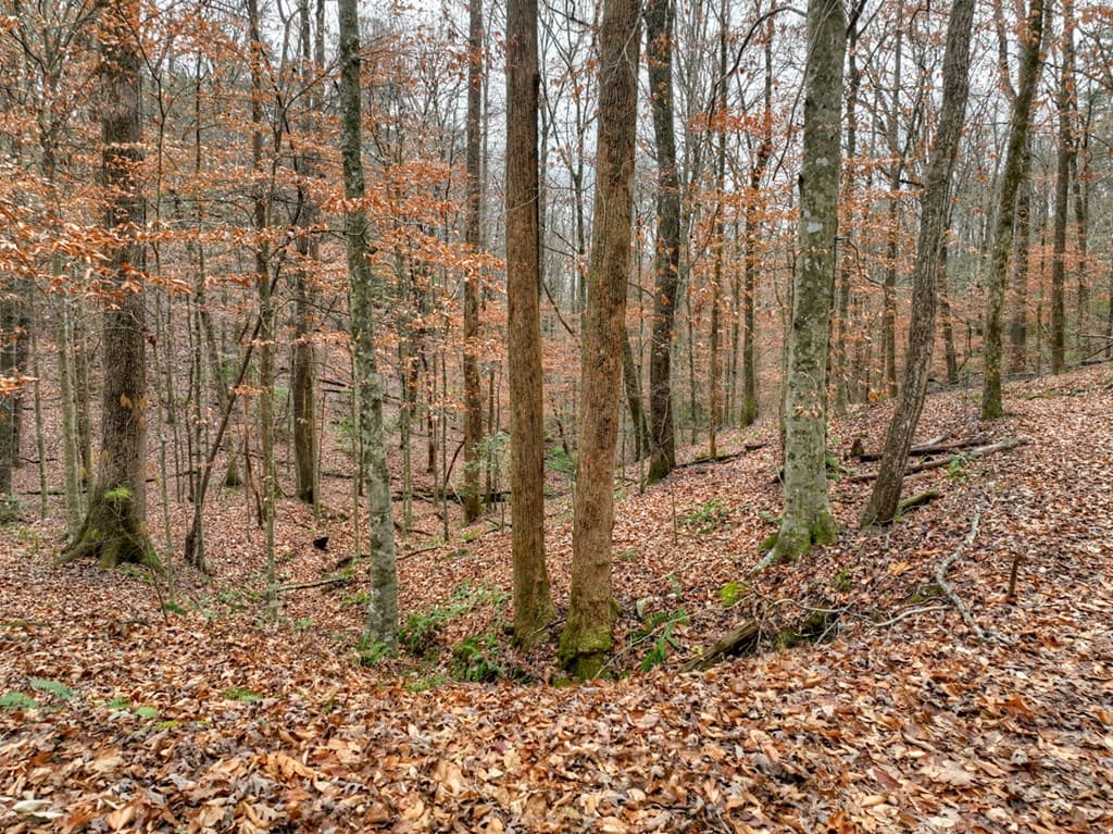 00 Spruill Drive, Ellijay GA 30536 - Photo