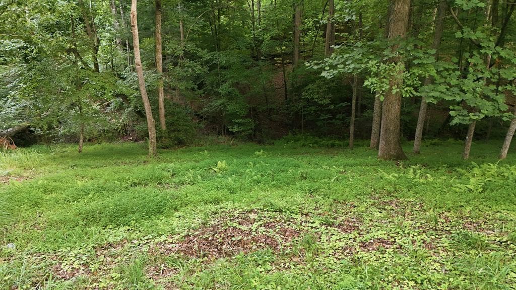 161 Arbor Way, Blue Ridge GA 30513 - Photo
