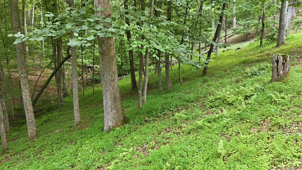 161 Arbor Way, Blue Ridge GA 30513 - Photo