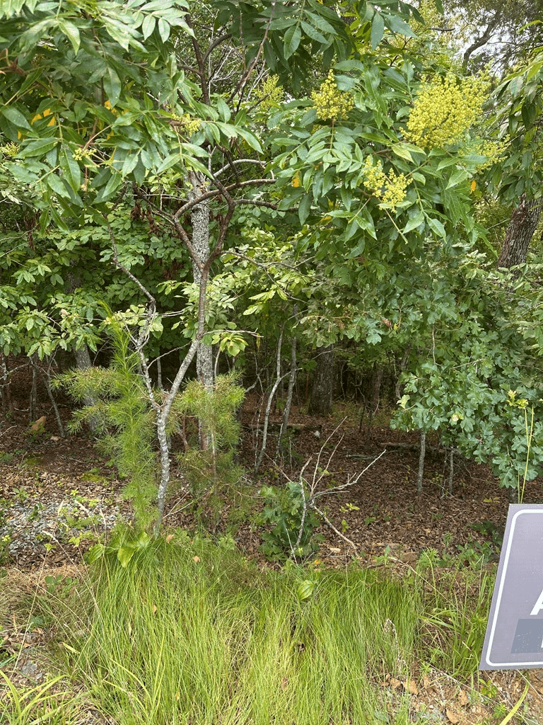Lot 112 Fawn Way, Mineral Bluff GA 30536 - Photo