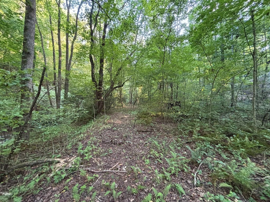 442 Mt. Springer Road, Ellijay GA 30540 - Photo