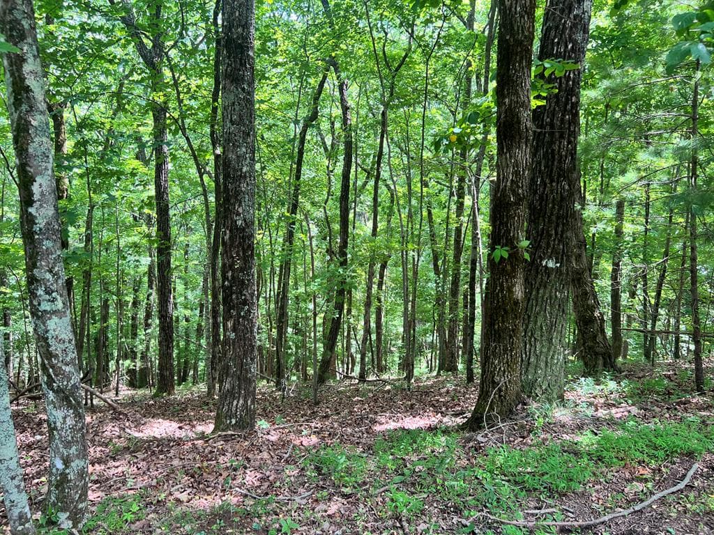 LTG67-68 Mountain Oak Road, Ellijay GA 30536 - Primary photo