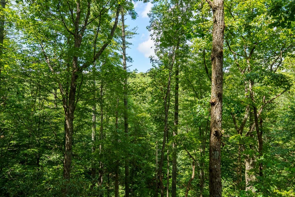 252 Granny Branch Drive, Blue Ridge GA 30513 - Photo