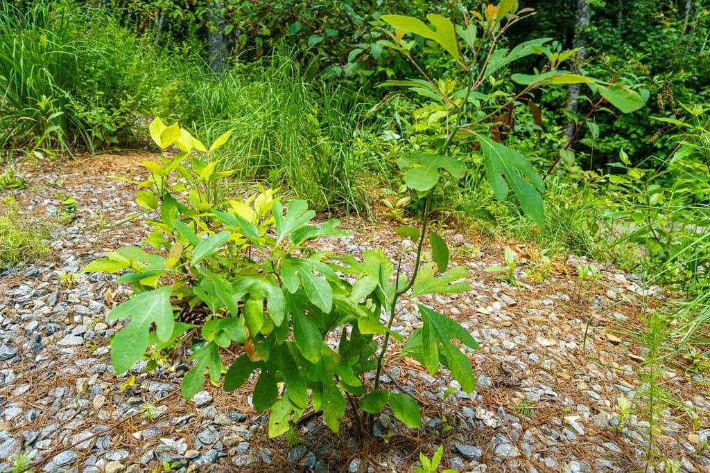000 Higdon Creek Road, Blue Ridge GA 30513 - Photo