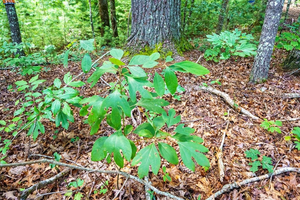 000 Higdon Creek Road, Blue Ridge GA 30513 - Photo