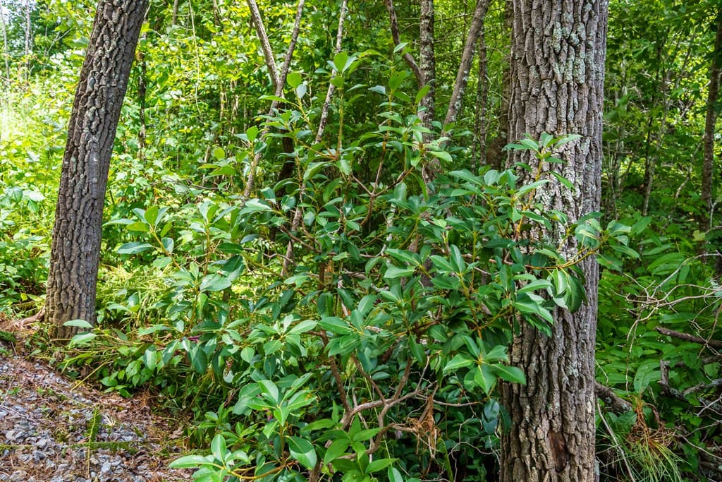 000 Higdon Creek Road, Blue Ridge GA 30513 - Photo