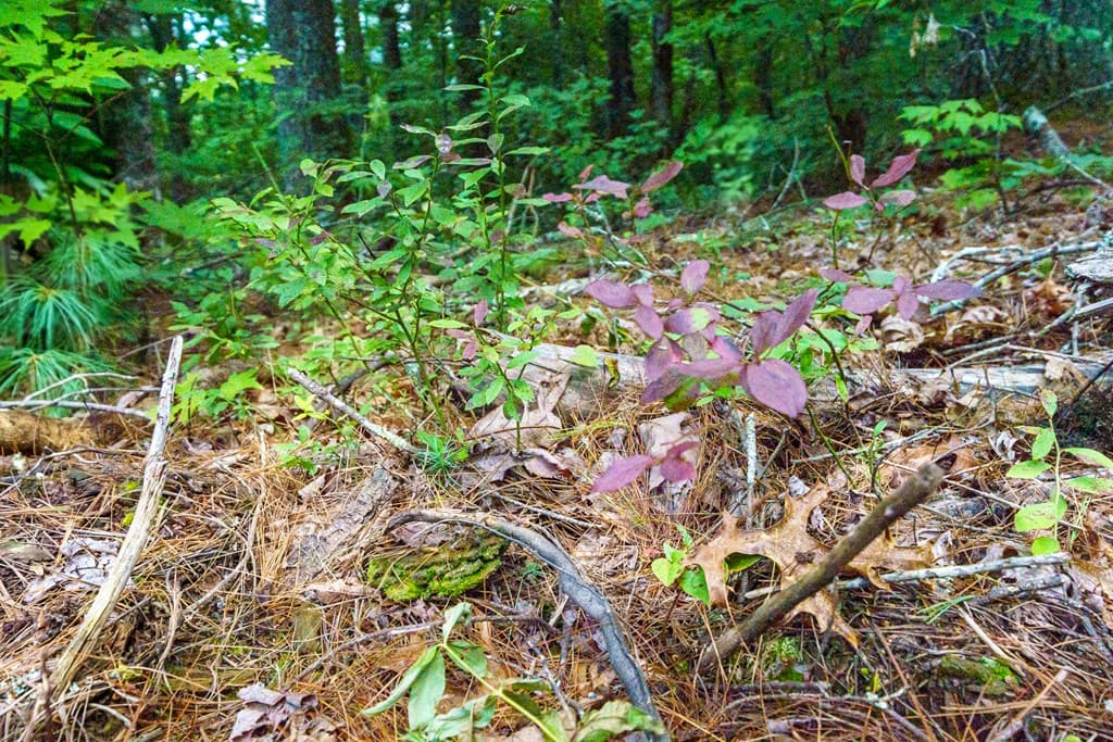 000 Higdon Creek Road, Blue Ridge GA 30513 - Photo