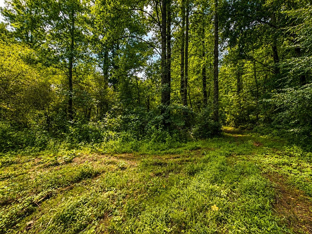 4.06 AC Licklog Trail, Ellijay GA 30536 - Photo