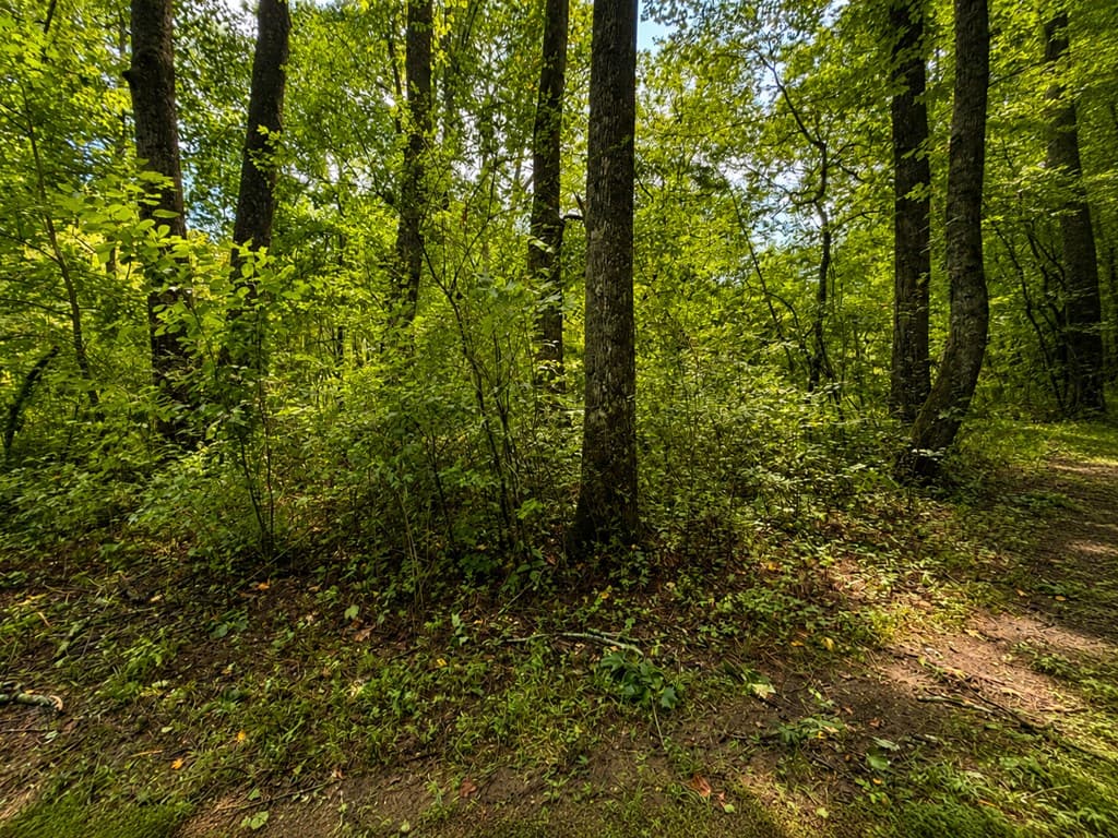 4.06 AC Licklog Trail, Ellijay GA 30536 - Photo