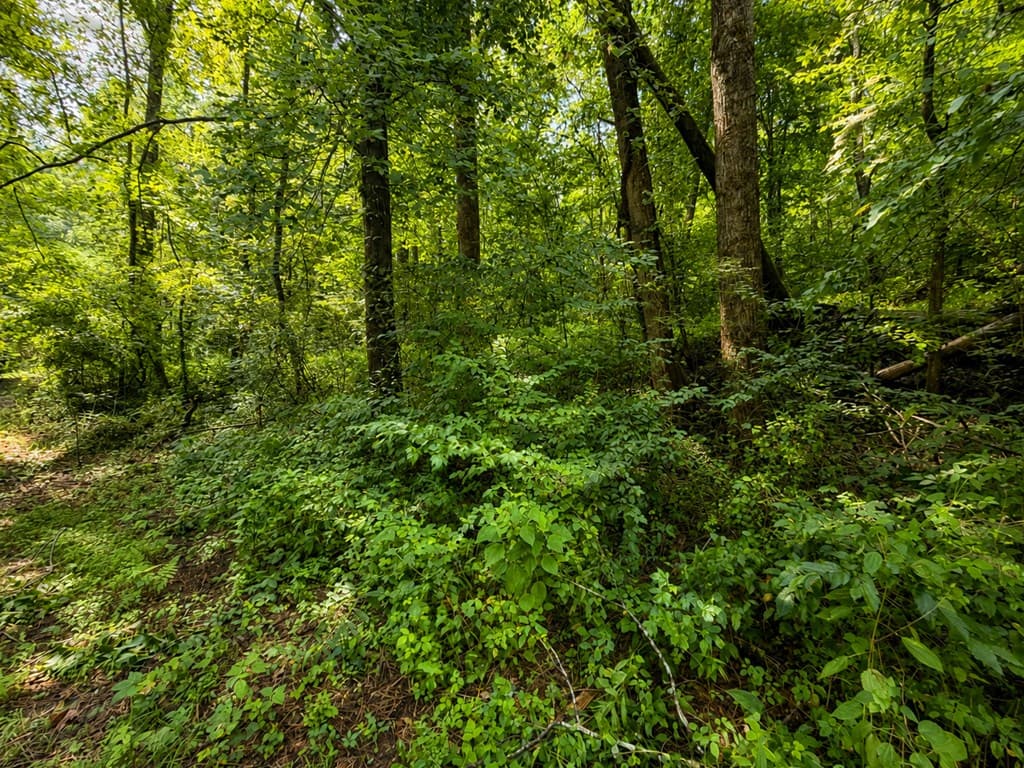 4.06 AC Licklog Trail, Ellijay GA 30536 - Photo