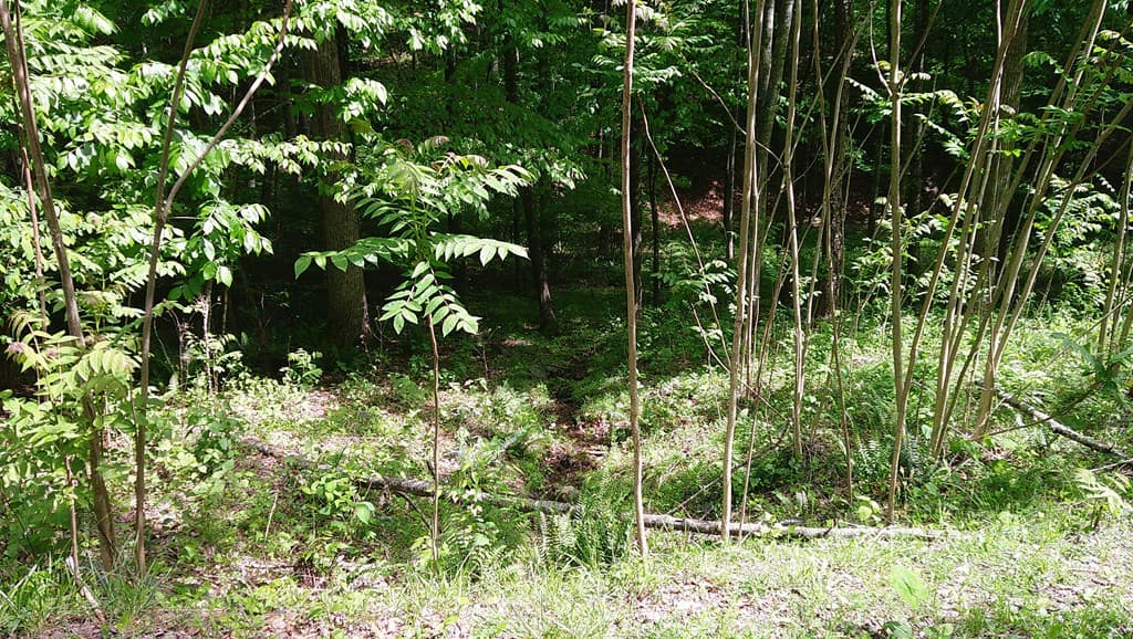 00 Tracks Hollow, Murphy NC 28906 - Photo