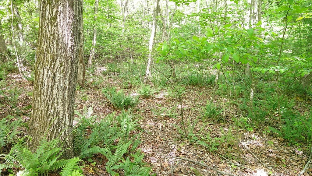 00 Tracks Hollow, Murphy NC 28906 - Photo