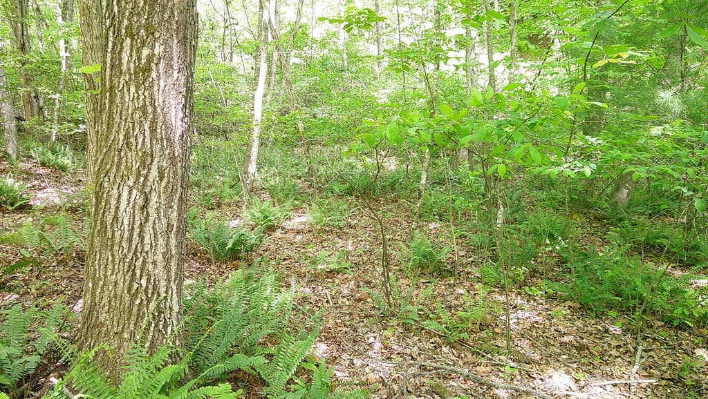 00 Tracks Hollow, Murphy NC 28906 - Photo