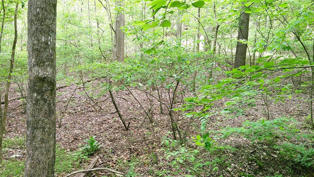 00 Tracks Hollow, Murphy NC 28906 - Photo