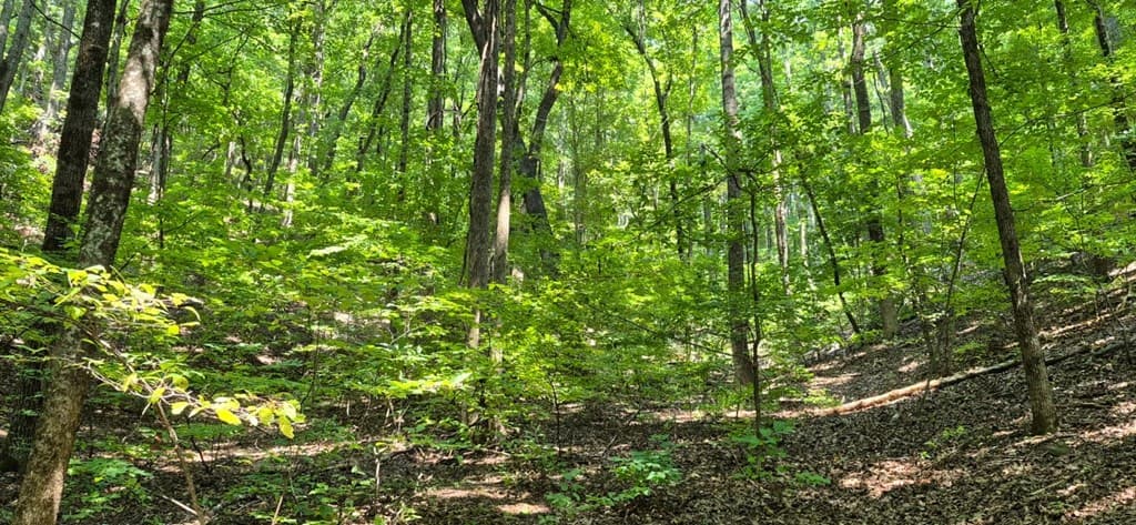 3.4 acre Peach Lane, Ellijay GA 30536 - Photo