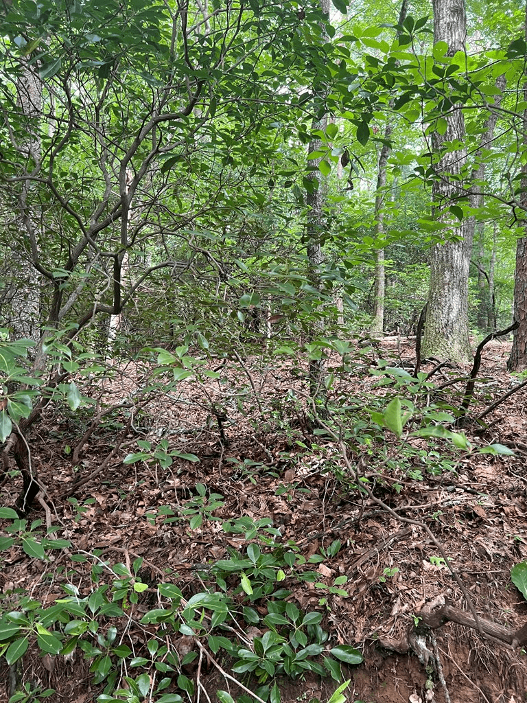 3.4 acre Peach Lane, Ellijay GA 30536 - Photo
