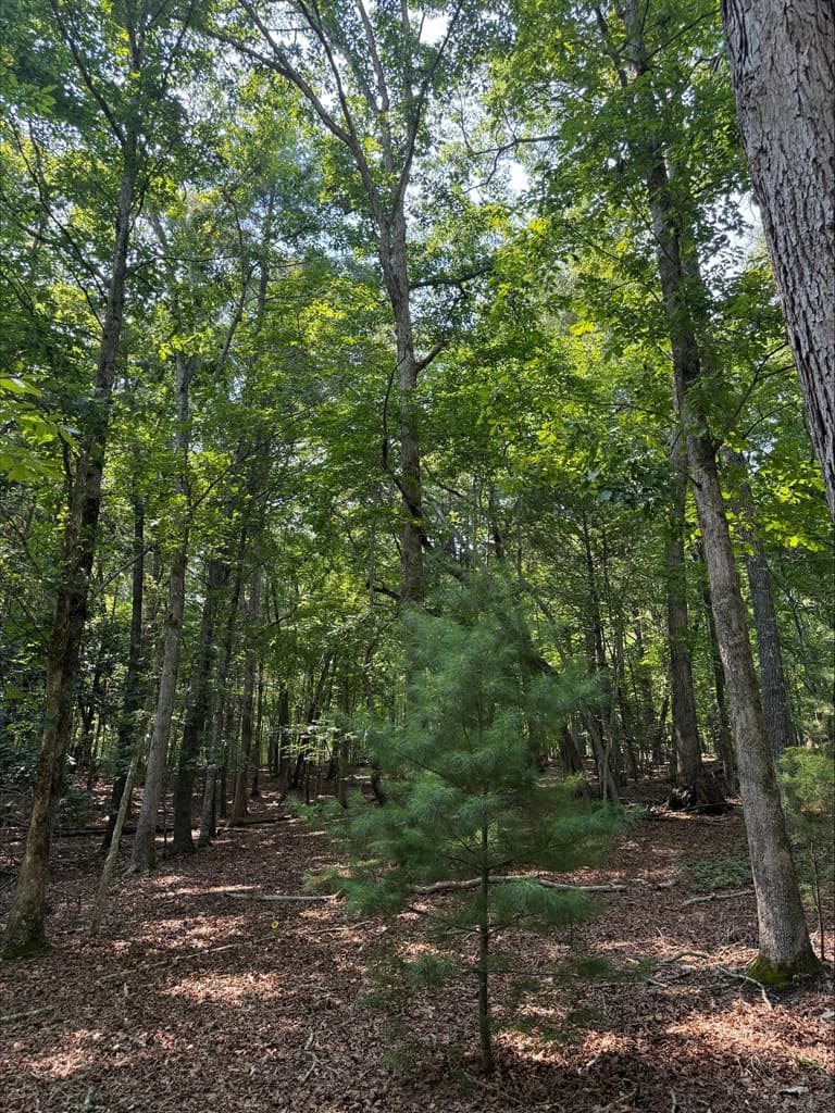 8 Mystic Ridge, Blairsville GA 30512 - Photo
