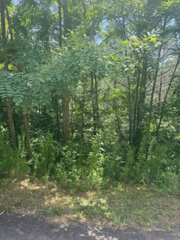 LT 43&44 Reece Mountain Road, Ellijay GA 30536 - Photo