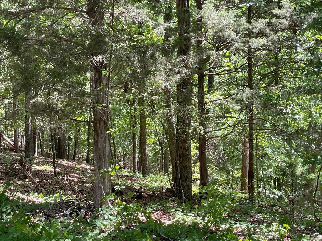 TRACT1B Chalcrest Way, Cave Spring GA 30124 - Photo