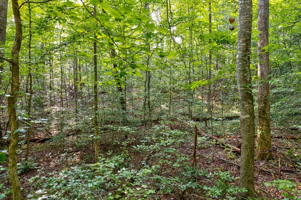 0 Wolf Pen Trail, Ellijay GA 30540 - Photo